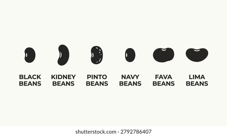 Bean varieties visual guide shows different types of beans black kidney pinto navy fava and lima beans isolated on white