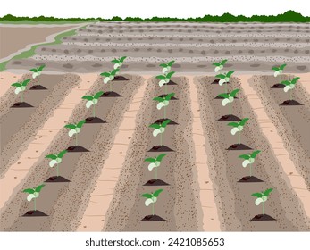 Beans are about to sprout on a white background.