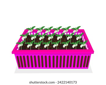 Beans are about to sprout on a white background.
