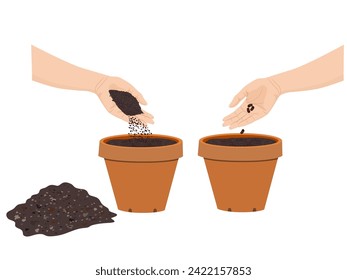 Beans are about to sprout on a white background.