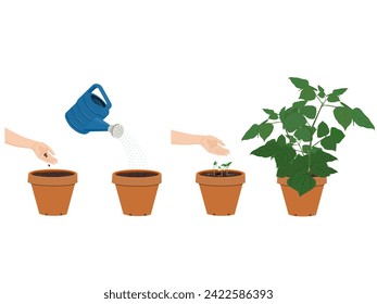 Beans are about to sprout on a white background.