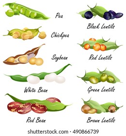 Beans (common bean. pea, chickpea, soybean, lentil ). Set of hand drawn vector illustrations of various legumes seeds (pulses) on white background.