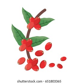 Beans of fresh coffee