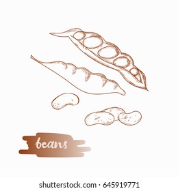 Beans hand drawn illustration isolated on white background.