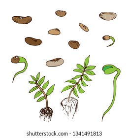 Beans icons set in hand drawn style. Vector illustration
