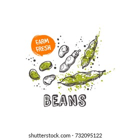 Beans  isolated set. Hand drawn vector illustration with watercolor splash. Can be used for street festival, farmers market, country fair, shop, menu, cafe, restaurant, poster, banner.