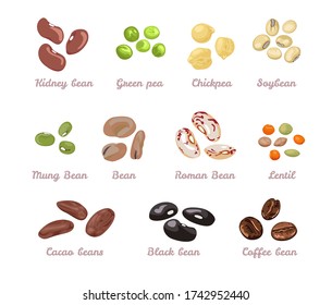 Beans and legumes set. Vector illustration of beans, green peas, chickpeas, mung bean, soybeans, coffee beans, cocoa beans and lentils in cartoon flat style. Organic healthy food.