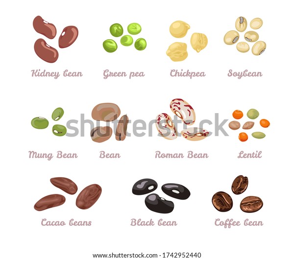 豆と豆類セット 豆 緑豆 ヒヨコ豆 マンガ豆 大豆 コーヒー豆 ココア豆 レンズ豆のベクターイラスト オーガニックヘルシーフード のベクター画像素材 ロイヤリティフリー