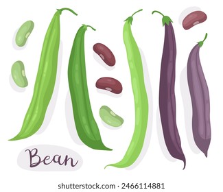 Beans. Phaseolus, wild bean. Green and purple bean pods and beans. Ingredient for cooking. Edible vegetable, plant. Vector illustration.