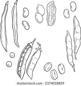 Beans and pods, peas set, illustration, line vector set