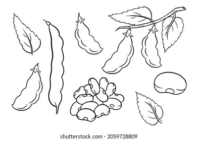 Beans set. Fresh green beans and red beans. In line style. Vector illustration for design and decoration.