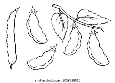 Bohnen-Set. Frische grüne Bohnen und rote Bohnen. Im selben Stil. Vektorgrafik für Design und Dekoration.