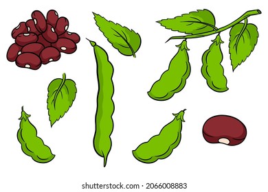 Beans set. Fresh green beans and red beans. In a cartoon style. Vector illustration for design and decoration.
