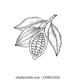 Сocoa beans sketch drawing, isolated of white background. Hand drawn style. Vector illustration.