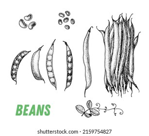 Beans sketch. Hand drawn vector illustration. Engraved image. Green pea vegetable hand drawn sketch.