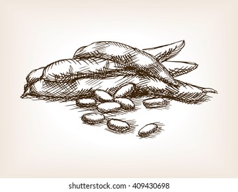 Beans sketch style vector illustration. Old engraving imitation. 
