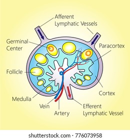 1,135 Lymph node structure Images, Stock Photos & Vectors | Shutterstock