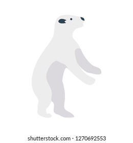 bear   animal   circus  