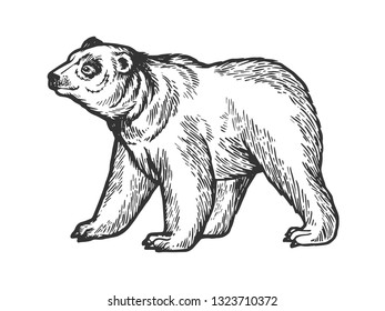 1,036 Black bear etching Images, Stock Photos & Vectors | Shutterstock