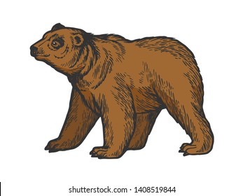 Bear animal goes on four legs color sketch engraving vector illustration. Scratch board style imitation. Black and white hand drawn image.