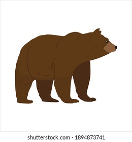 Bear For Animal Vector Illustration