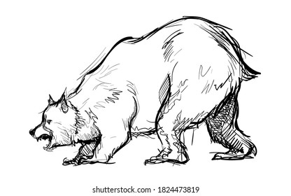 Bear big furry beast hand drawn sketches white isolated background