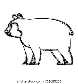 bear cartoon animal