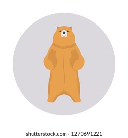 bear  circus   amusement  