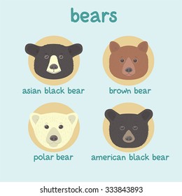 Bear faces vector set: asian black bear, brown bear, polar bear, american black bear.