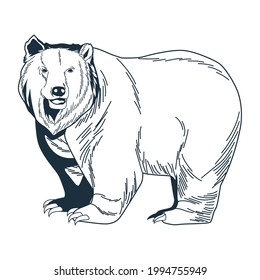 bear grizzly animal nature icon