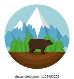 bear grizzly canadian seal