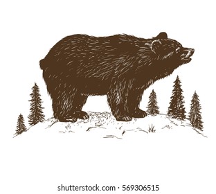 bear grizzly in the forest.Hand drawn vector illustration isolated on white background