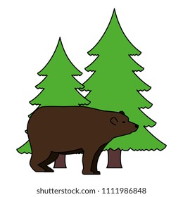 bear grizzly with pines forest