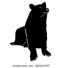 Bear, grizzly, sitting, wild animal living in forest, wildlife, beast, predator, carnivore, mammal, vector, illustration in black and white color, isolated on white background