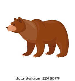 Bear. Grizzly standing, walking isolated on white. Vector illustrations for wildlife, predators, mammal animals concept