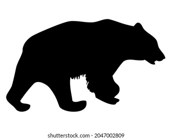 Bear, grizzly, wild animal living in forest, wildlife, beast, predator, carnivore, mammal, vector, illustration in black and white color, isolated on white background 