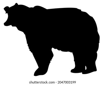 Bear, grizzly, wild animal living in forest, wildlife, beast, predator, carnivore, mammal, vector, illustration in black and white color, isolated on white background 