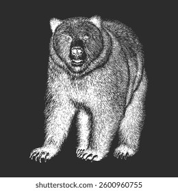 Bear, hand drawn sketch in vector, vintage illustration in engraving style