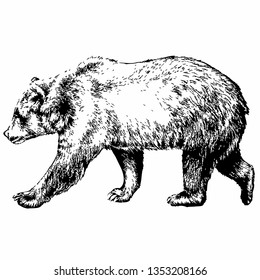 247,736 Bear drawing Images, Stock Photos & Vectors | Shutterstock