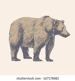 Bear. Hand drawn vector illustration. Can be used separately from your design.