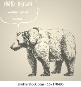 Bear. Hand drawn vector illustration. Can be used separately from your design.