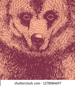 bear head. hand drawn design element. engraving style. vector illustration