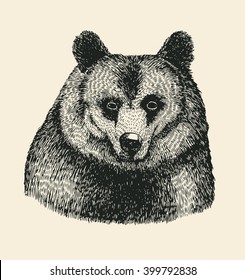 bear head. hand drawn design element. engraving style. vector illustration