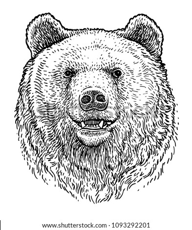 Bear head illustration, drawing, engraving, ink, line art, vector
