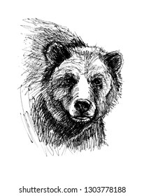 Bear head. Line drawing