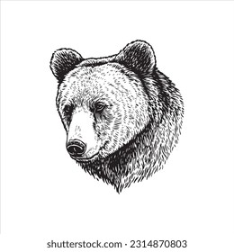 Bear head vector illustration, engrave isolated