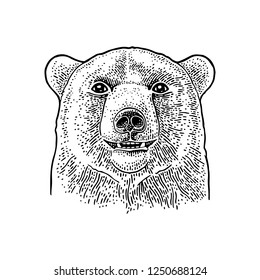 Bear head. Vintage black engraving illustration for poster. Isolated on white background