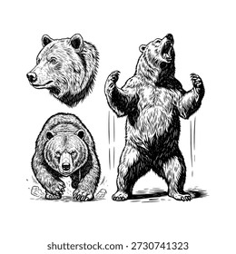 Conjunto de Ilustração de Urso, Arte de Linha de Vida Selvagem Preto e Branco	