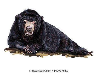 The bear laying down on the rock