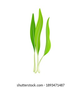 Bear Leek or Wild Garlic as Wildflower Specie and Bulbous Perennial Flowering Plant Vector Illustration